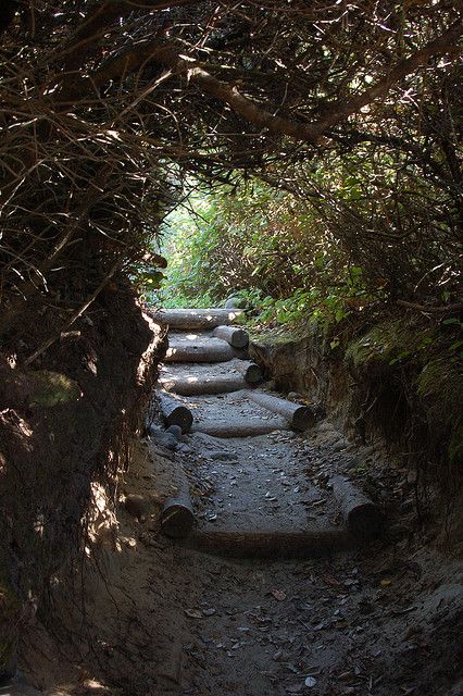 Hobbit Trail - Florence, Oregon. One of my favorite secret places:) Florence Oregon, Antonio Machado, Explore Oregon, Oregon Vacation, Beautiful Oregon, Oregon Road Trip, Secret Tunnel, The Oregon Trail, Secret Place