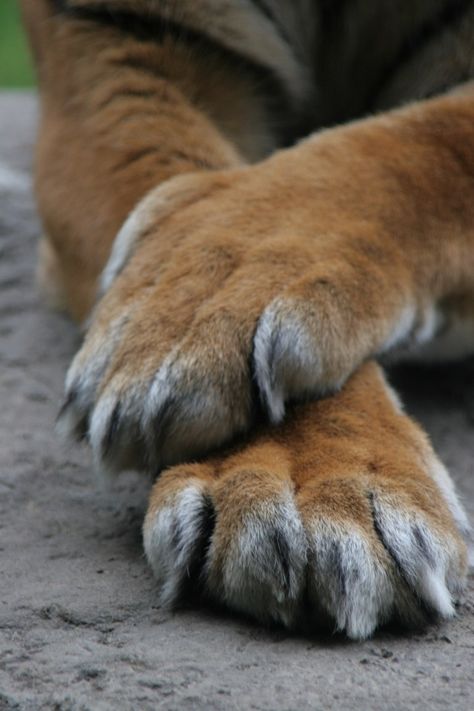 Tiger Moodboard, Tiger Anatomy, Tiny Things To Draw, Animal Claws, Lion Paws, Animal Paws, Paw Drawing, Tiger Claw, Tiger Artwork