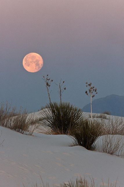 Full Moon, New Mexico, The Sky, Moon, Plants, Photography, White, Instagram, Mexico