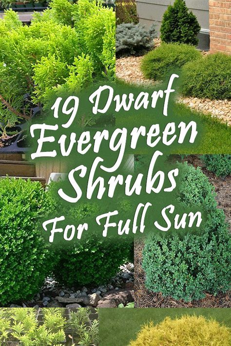 19 Dwarf Evergreen Shrubs For Full Sun - Garden Tabs Evergreen Shrubs Full Sun, Shrubs For Full Sun, Frontyard Landscape Layout, Full Sun Garden, Shrubs For Landscaping, Full Sun Shrubs, Evergreen Landscape, Landscaping Patio, Front Yard Plants