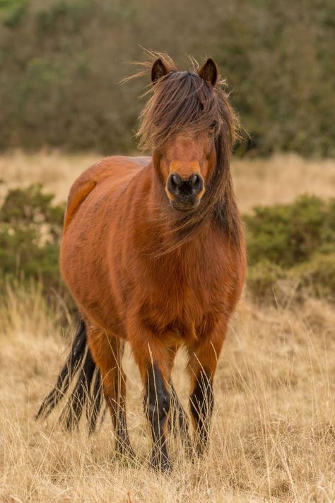 Dartmoor Pony, Highland Pony, Shetland Ponies, Brown Horses, Mini Horses, Pony Breeds, Tattoo Nature, Horse Sketch, Barrel Racing Horses