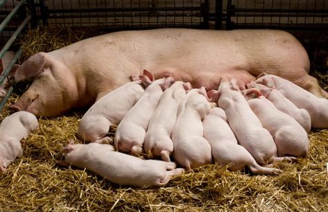 Why Does Your Pig Have Small Litter Size and What You Can Do About It Agriculture Pictures, Pig Breeds, Raising Pigs, Pig Farm, Pig House, Small Pigs, Cute Piglets, Pig Farming