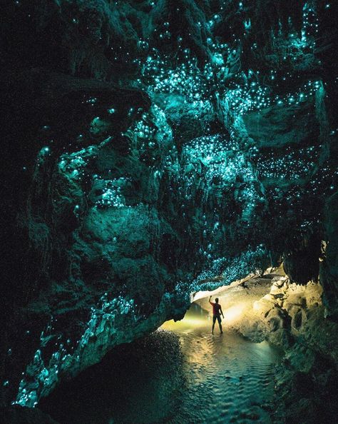 Image may contain: plant, tree, outdoor, water and nature Glowworm Caves New Zealand, Glow Worm Cave, Get Paid To Travel, Paid To Travel, Glow Worm, Visit New Zealand, Dark Places, Banff National Park, Cairns