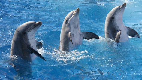 In honor of National Dolphin Day, here are some facts that will make you wish you could live in the ocean with them Dolphin Facts, Countryside Vacation, Seaside Getaway, Sea Animal, Sleep And Loungewear, Beach Camping, Sealife, In The Ocean, Nature Reserve