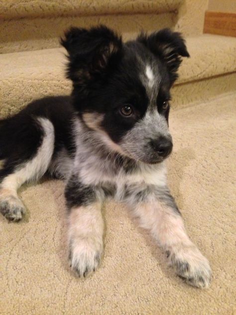 Border collie / Blue heeler mix. <3  http://www.pinterest.com/SratStylista/ Border Collies, Blue Heeler, Animal Love, Border Collie, Adorable Animals, Too Cute, Puppy Love, Cute Puppies, Fur Babies