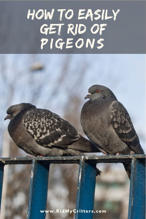 How EASILY to Get Rid of Pigeons (from the Roof, Balcony, or Yard) Diy Pigeon Repellent, Pigeon Deterrent Diy, Bird Deterrent Ideas Diy, Mountain Backyard, Patio Goals, Get Rid Of Pigeons, Pigeon Repellent, Pigeon Deterrent, Repellent Diy