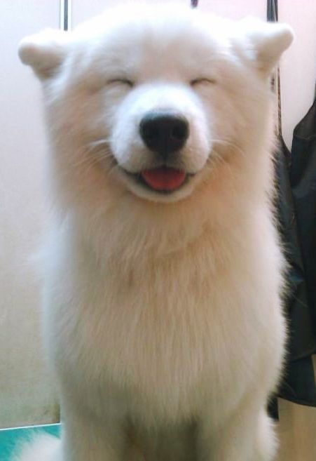 Happy samoyed puppy. Look at that sweet smiling face! I thought he was a plush toy for a minute! #puppies #puppiesmakemehappy #rescuedog Best Hypoallergenic Dogs, Hypoallergenic Dog Breed, Happy Images, Samoyed Dogs, Happy Puppy, Smiling Dogs, White Dog, Blue Heeler, Dog Face