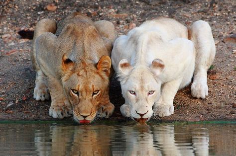 White Lion of the Timbavati White Lions, Albino Animals, Lions And Tigers, Cheetahs, Here Kitty Kitty, Cutest Animals, Kitty Kitty, Amazing Animals, Animal Planet