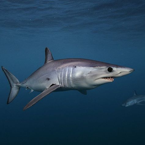 Photo by @BrianSkerry A pair of shortfin mako sharks swim in the coastal waters of New Zealand. Makos are one of the fastest fish in the sea capable of bursts up to 60mph and of all shark species they have one of the largest brains relative to body size. The numbers of makos have declined worldwide due to over fishing and the demand for shark fins. They are currently listed as vulnerable. Coverage from an upcoming @natgeo story about shortfin mako sharks. To see more shark and ocean wildlife p Cape Point South Africa, Shortfin Mako Shark, Shark Underwater, Ocean Life Photography, Shark In The Ocean, Shark Species, Cartoon Sea Animals, Ocean Wildlife, Shark Photos