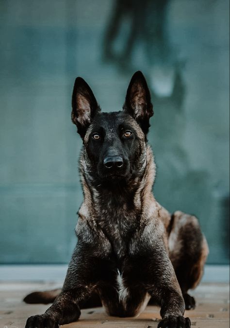 Belgian malinois dog aesthetic Black Belgian Malinois, Dutch Shepherd Dog, Berger Malinois, Belgium Malinois, Dog Foto, Army Dogs, Malinois Puppies, Dog Hero, Belgian Malinois Dog