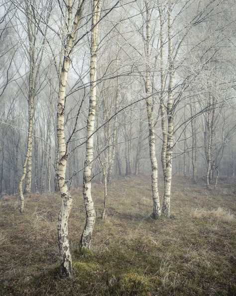 Birch Forest Photography, Silver Birch Forest, Silver Birch Trees, Birch Aesthetic, Birch Tree Photography, Last House On Needless Street, Big Swiss, Birch Tree Landscape, Birch Painting