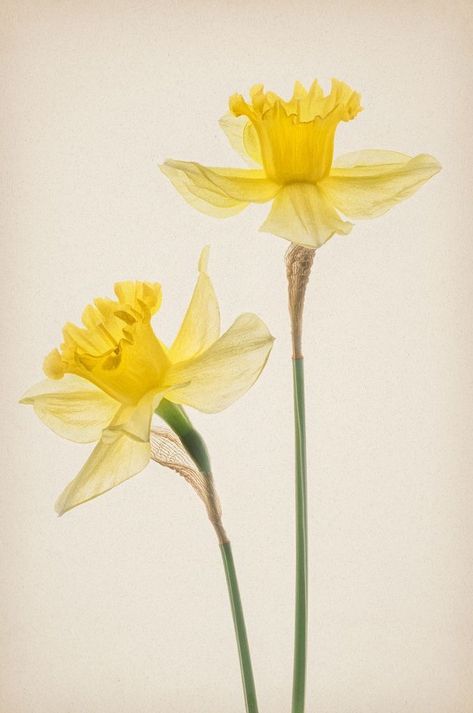 Daffodil Reference, Daffodil Photography, March Flower, Bouquet Drawing, Daffodil Bouquet, Flor Tattoo, Daffodil Tattoo, Birth Flower Tattoos, Daffodil Flower