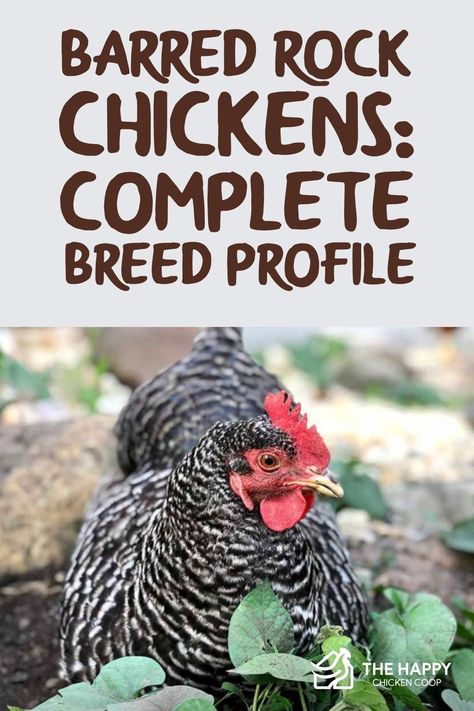 Barred Rock, How To Introduce New Chickens To Flock, How To Introduce New Chicks To The Flock, Barred Rock Chickens Eggs, Barred Rock Chickens, Chicken Bar, Plymouth Barred Rock Chickens, Barred Rock Rooster, Plymouth Rock Chicken