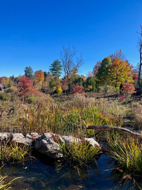 penn state | psu | pennsylvania state university | pa | pennsylvania | fall | autumn | orange trees | changing colors | pretty leaves | trail | hiking | state college | aesthetic | college | university | teen girl | college girl | schools | where to apply | prettiest campuses | trees | arboretum Pennsylvania Aesthetic, Pennsylvania Fall, State College Pennsylvania, Pretty Leaves, Erie Pennsylvania, State College Pa, Orange Trees, Aesthetic College, Pennsylvania State University