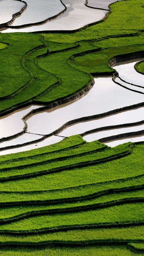 Agriculture Aesthetic, Agriculture Photography, Landform, Rice Field, Rice Fields, Food Security, Country Side, Fields Photography, Abstract Photography