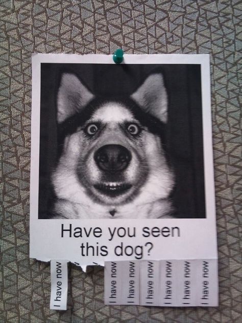 "Have you seen this dog? | 26 [really only 9] Things That Will Turn Your Bad Day Around In An Instant" Funny Animal Photos, Funny Animal Quotes, Pet Signs, Charles Spaniel, Animal Quotes, Cavalier King Charles Spaniel, Funny Animal Pictures, Cavalier King Charles, Australian Shepherd