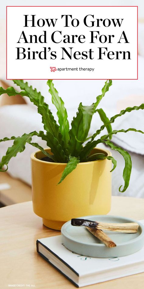 Bird Nest Fern Indoor, Birds Nest Fern Indoor Care, Bird Nest Fern Care, Birds Nest Fern Care, Birds Nest Plant, Fern Care Indoor, Fern Plant Care, Birds Nest Fern, Plant Apartment