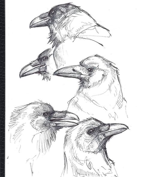 Pen sketches done for practice.#crow #crowart #crows #rook #raven #corvid #pendrawing #inkdrawing #birds #bird #animalart #animaldrawing #animalartist #birdart #birdartist #wildlife #wildlifeart #art #ink #drawing #draw #sketch #sketchbook #sketching #instaart #wildlifeartist #artwork #naturedrawing #wildlifedrawing #artistsoninstagram  #Regram via @gaiasorrentino_art Drawings Of Birds, Crow Flying, Crows Drawing, Pen Sketches, Crow Painting, Bird Sketch, Sketches Pencil, Pen Illustration, Crow Art