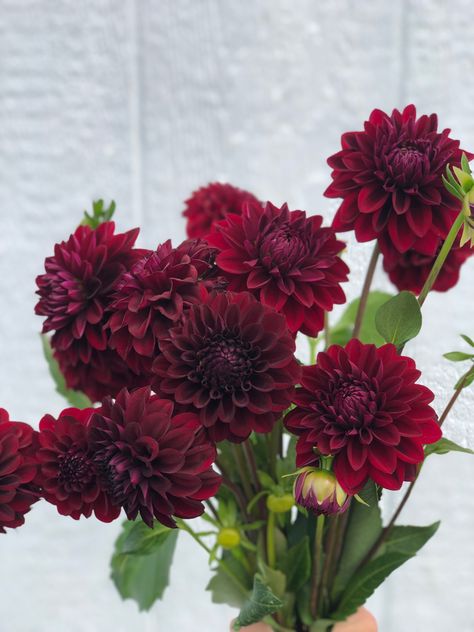 Burgandy Ranaculus, Dahlia Flower Burgundy, Dark Fall Flowers, Burgundy Dahlia Wedding Bouquet, Dark Dahlia Bouquet, Burgundy Dahlia Bouquet, Dark Red Wedding Flowers, Red Dahlia Bouquet, Maroon Dahlia