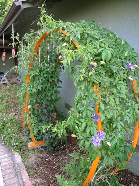 9 of the Best Plants for Trellises, Archways and Arbors.  These beautiful plants are perfect climbers for your landscape. Vine Trellis, Flower Trellis, Diy Garden Trellis, Arbors Trellis, Arch Trellis, Climbing Flowers, Outdoor Trellis, Diy Trellis, Garden Vines