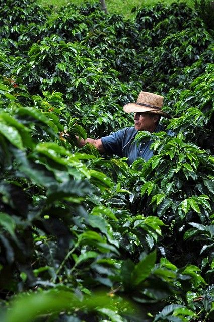 Guatemala Coffee, Colombia Culture, Brazil Coffee, Coffee Farmers, Colombian Culture, Honey Coffee, Coffee History, Colombian Coffee, Farm Photography