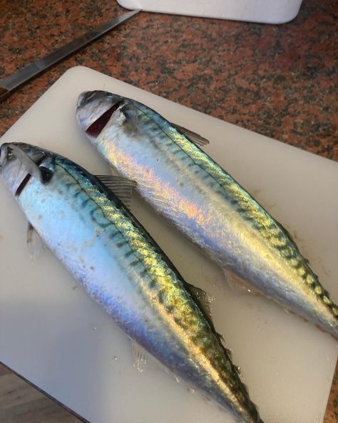 Nothing like fresh mackerel caught by t’other half for dinner. Grilled and served with roasted tomatoes ♥️ #mackerel #eastScotland #freshfish #linecaught #goodfood Fresh Fish, Roasted Tomatoes, Tomatoes, Grilling, Good Food, Quick Saves