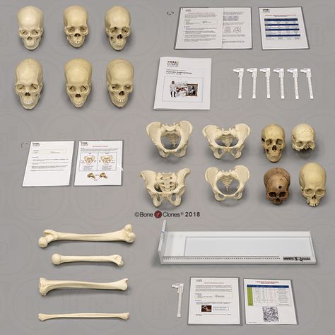 Forensic Anthropology Aesthetic, Anthropology Aesthetic, Skeletal Anatomy, Physical Anthropology, Forensic Anthropologist, Stem Curriculum, Forensic Anthropology, School Leadership, Career Vision Board