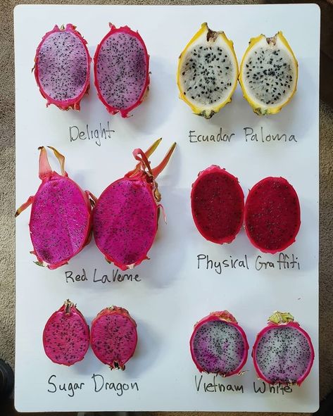 garden on Instagram: “RARE DRAGONFRUITS - My dragonfruit mentor Richard over at @graftingdragonfruit was kind enough to send me SIX different varieties for me to…” Dragonfruit Benefits, Dragon Fruit Types, Dragonfruit Aesthetic, Dragonfruit Plant, Dragon Fruit Aesthetic, Dragonfruit Dragon, Rare Fruits, Dragonfruit Recipes, Como Plantar Pitaya