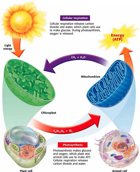 Photosynthesis, Cellular Respiration, & Fermentation - Biology Rocks! Cell Respiration, Photosynthesis And Cellular Respiration, Plant And Animal Cells, Cellular Respiration, Biology Classroom, Ap Biology, Animal Cell, Biology Teacher, Biology Lessons