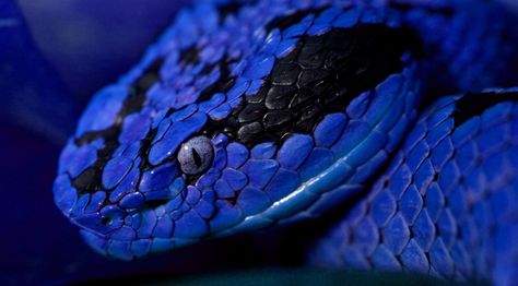 3840x2130 snake 4k macbook wallpapers hd Color Code Personality, Best Cool Wallpapers, Brazilian Rainbow Boa, Snake Images, Viper Snake, Cool Snakes, Colorful Snakes, Snake Wallpaper, Animals Wallpapers