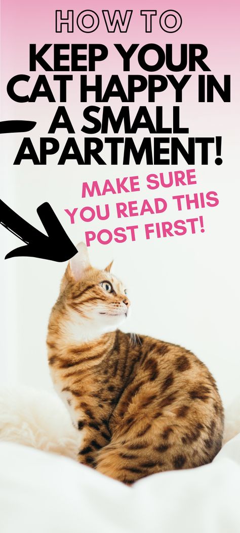 Apartment Cat Ideas, Small Apartment Cat, Cat Condo Diy, Apartment Cat, Training A Kitten, Cat Owner Tips, Feeding Kittens, Raising Kittens, Cat Apartment