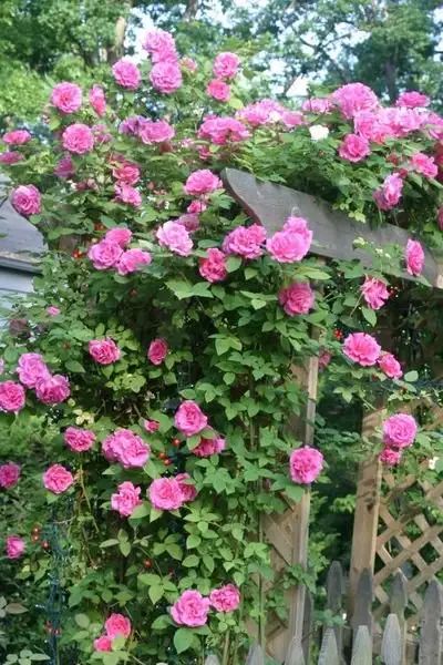 Roses Types, Thornless Climbing Roses, New Dawn Climbing Rose, Climbing Roses Trellis, White Climbing Roses, Backyard Planting, Winter Planting, Floribunda Roses, Rose Arbor