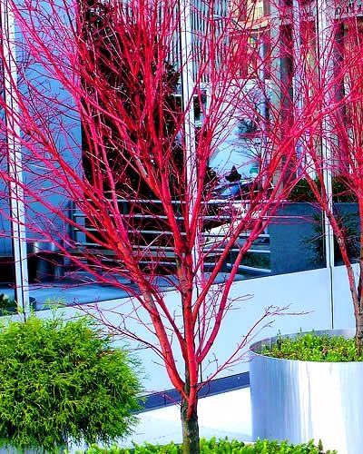 10 Surprising Things About Growing Beautiful Japanese Maples - Page 10 of 11 - From House To Home Sango Kaku, Coral Bark Maple, Japanese Maple Varieties, Coral Bark Japanese Maple, Japanese Maples, Buy Plants Online, Japanese Maple Tree, Acer Palmatum, Garden Route