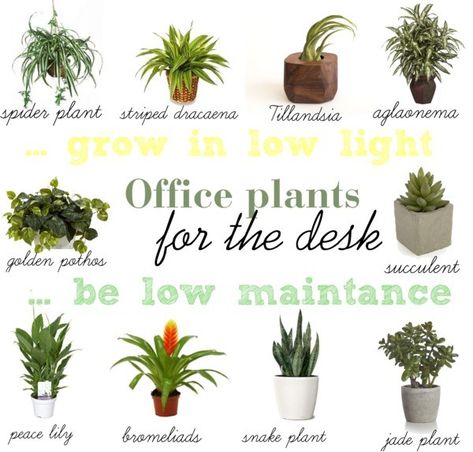 Low light plants for office desk - home office - Find A Way by JWP Plants For Office Desk, Best Desk Plants, Indoor Office Plants, Plants For Office, Work Cubicle Decor, Best Office Plants, Office Plants Desk, Cubicle Ideas, Work Desk Decor