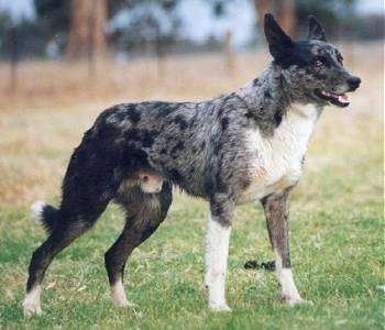 An alert black and grey with white merle color Koolis is standing in grass. Its mouth is open, its ear are back. Australian Koolie, Croatian Sheepdog, Massive Dog, Koolie Dog, Massive Dogs, Australian Dog, Scruffy Dogs, English Dogs, Tattoos For Dog Lovers