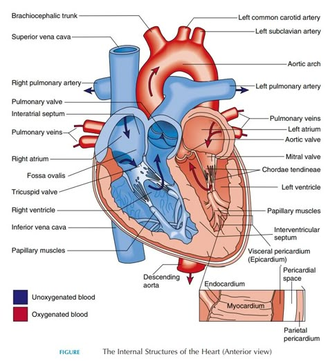 The heart is an organ that is classically described to be the size of a clenched fist. It is located anteriorly, just behind the sternum. A major port... Cardiac System, Anatomy Flashcards, Heart Structure, Human Heart Anatomy, Heart Diagram, Medical Words, Basic Anatomy And Physiology, Sistem Pencernaan, Heart Anatomy