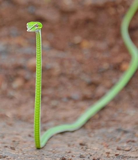 Very slender Vine snake They have binocular vision. in which both eyes are used together. The Green vine snake (Ahaetulla nasuta) is a slender green tree snake found in India Sri Lanka Bangladesh Myanmar Thailand Cambodia and Vietnam. It is diurna Vine Snake, Cute Reptiles, Cute Snake, Lizards, Amphibians, Animal Memes, Tumblr Funny, Bones Funny, On The Ground