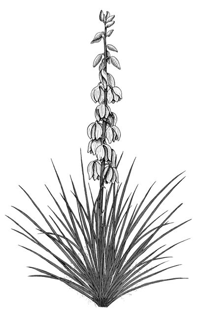 Another Yucca                                                                                                                                                                                 More Yucca Tattoo, New Mexico Tattoo, Yucca Flower, Desert Tattoo, Mexico Tattoo, Cactus Tattoo, Yucca Plant, Flower Sleeve, Plant Tattoo