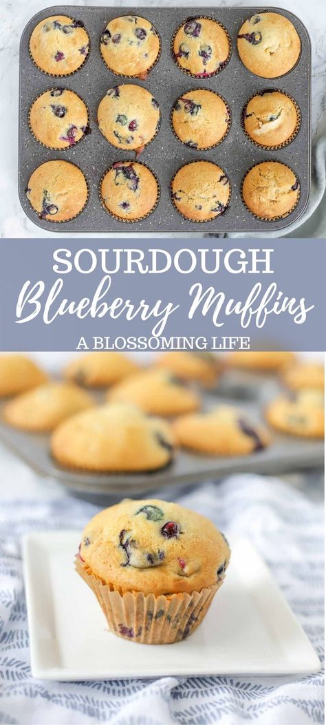 Sourdough Blueberry Muffins, Sourdough Blueberry, Blueberry Oatmeal Cookies, Sourdough Muffins, Recipe Using Sourdough Starter, Healthy Blueberry Muffins, Sourdough Starter Discard Recipe, Moist Muffins, Easy Sourdough