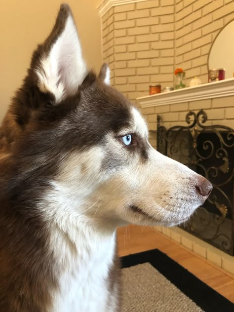 Dog Head Angles, Husky Drawing Reference, Husky Profile Picture, Husky Side View, Dog Side Profile Drawing, Dog Profile Pic, Animal Side Profile, Husky Reference, Husky Fursona