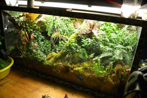 Salamander setup Salamander Terrarium, Frog Enclosure Ideas, Frog Terrarium Ideas, Big Terrarium, Dart Frog Tank, Frog Enclosure, Snail Home, Dart Frog Terrarium, Frog Vivarium