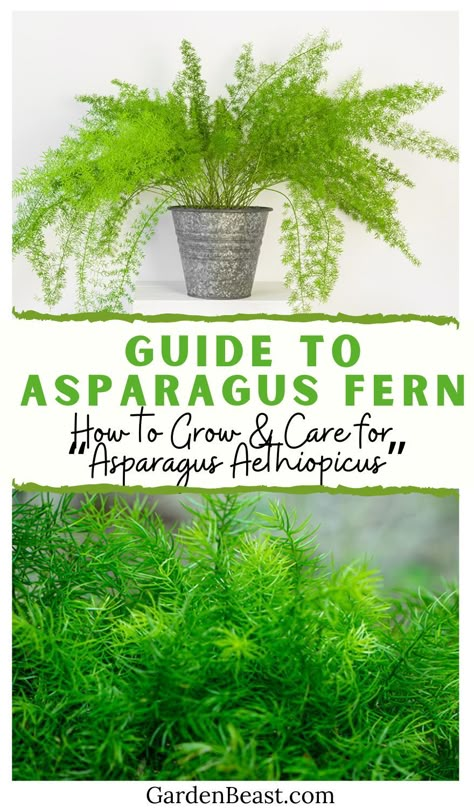 Fern Propagation, Asparagus Fern Care, Perennial Flower Bed, Fern Care, Foxtail Fern, Growing Asparagus, Asparagus Plant, Ferns Care, Bright Indirect Light