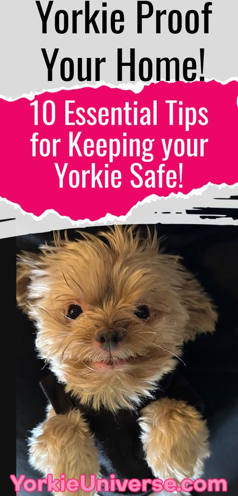 Discover 10 crucial tips for keeping Yorkies safe at home. Learn how to create a Yorkie-friendly environment, prevent accidents, and ensure your tiny terrier's well-being. Yorkie Accessories, Yorkie Puppy Cut, Yorkie Puppy Training, Yorkie Puppy Care, Yorkie Training, Puppy Room, Puppy Cut, Yorkie Terrier, Pet Stairs