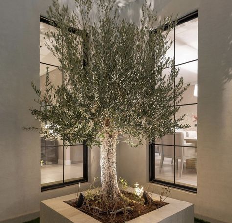 Olive Tree Outdoor Gardens, Villa Entrance Design Exterior, Balkon Decor, Courtyard Design, Have Inspiration, Patio Interior, House Outside Design, Outdoor Gardens Design, Garden Landscape Design