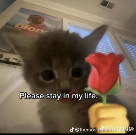 Wholesome Pictures, Funny Looking Cats, Cute Cat Memes, Funny Words To Say, Cat Faces, Silly Cats Pictures, Cat Meme, Cute Texts For Him, Funny Doodles