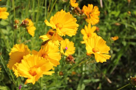 Lance-leaved Coreopsis Tickseed Coreopsis, Farm Field, Wildlife Habitat, Growing Flowers, Bright Yellow, A Flower, So Beautiful, Habitat, Perennials