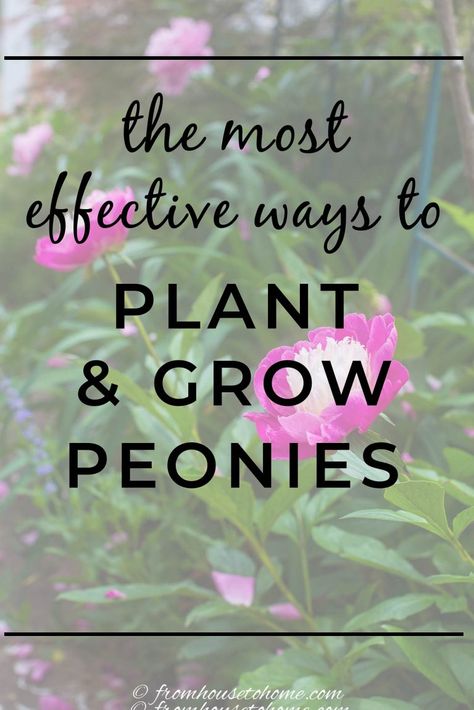 the most effective ways to plant & grow peonies | Gardening Outdoor Full Sun Plants, Full Sun Bushes, Flowers Full Sun, How To Grow Peonies, Garden Full Sun, Grow Peonies, Plants Trellis, Peony Plant, Plants For Containers