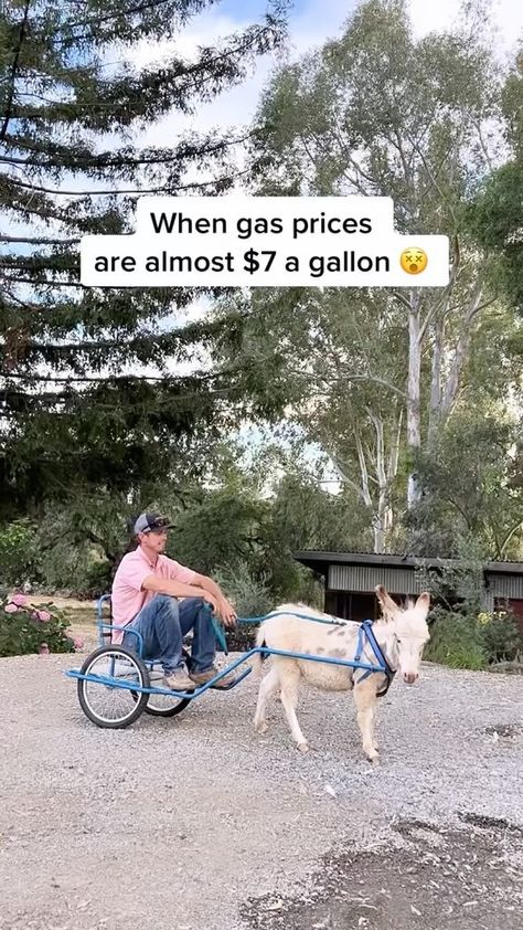 thermaland.oaks on Instagram: After filling up his truck yesterday Trevor went to look for alternate transportation.. What is your gas price currently ? Almost 7… Thermaland Oaks, Gas Prices, The Homestead, Farm Animals, Transportation, My Husband, That Look, Let Me, Photo And Video