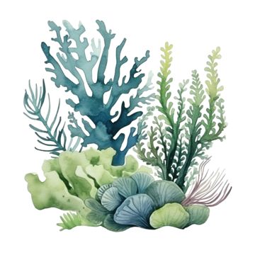 coral,seaweed,sea,watercolor,ocean,reef,element,branch,environment,season,tree,decoration,underwater,composition,marine,painting,aqua,artwork,draw,elegant,sketch,trend,art,collection,tropical,wildlife,undersea,life,water,shell Seaweed In Ocean, Sea Plants Painting, Sea Plants Illustration, Sea Coral Illustration, Underwater Plants Illustration, Watercolour Coral Reef, Tropical Coral Reef, Sea Life Mood Board, Coral Art Drawing