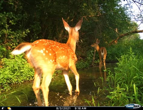 Brown Animals, Trailcam Aesthetic, Trail Cam, Fawns Deer Aesthetic, Autumn Deer Aesthetic, Pet Cam, Deer Trail Cam, Deers In The Forest, Fallow Deer Aesthetic